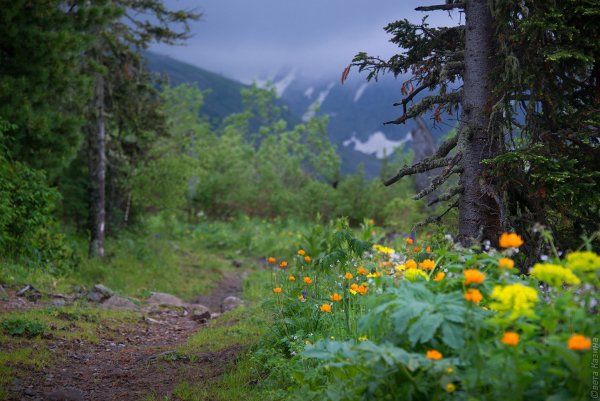 Природа Сибири летом