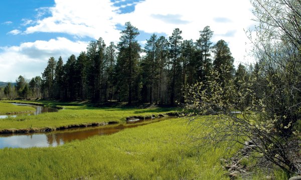Лес смешанный Кузбасс