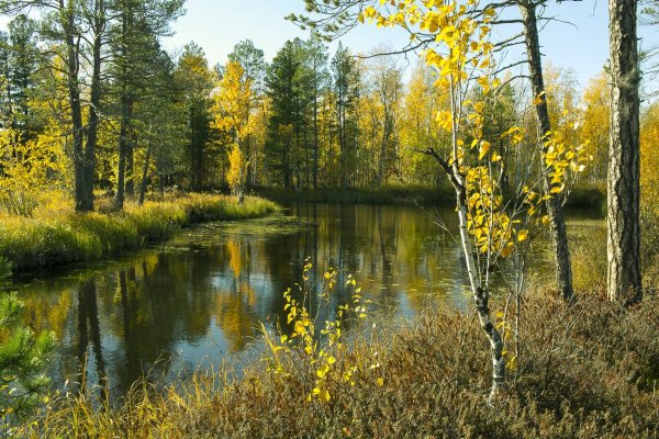 Купальница Горная Шория