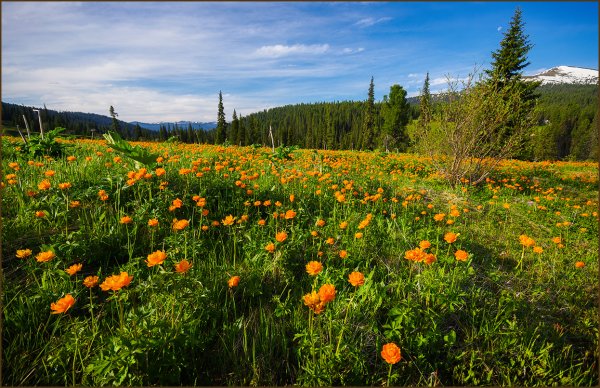 Тайга Ергаки