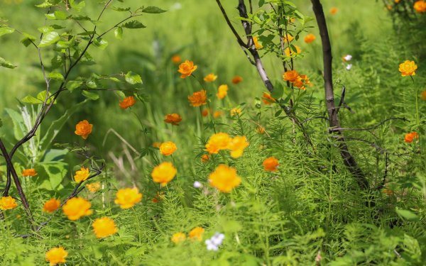 Российские просторы березы Есенин