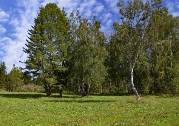 Сибирь Тайга и река