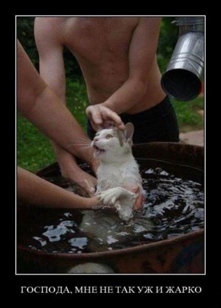 Приколы о жаре