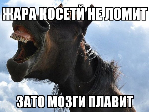 Смешные мемы про жару