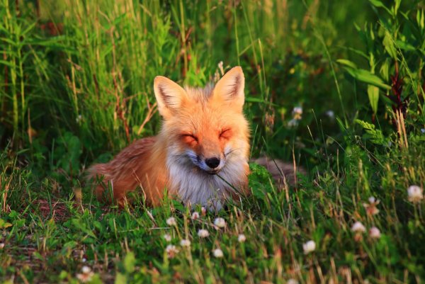 Красивая Лисичка