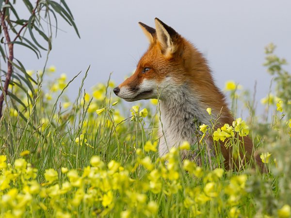 Лисенок летом