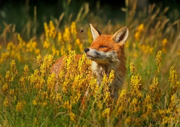 Лисица (Vulpes Vulpes)