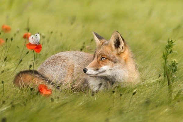 Лисичка Патрикеевна Полярная