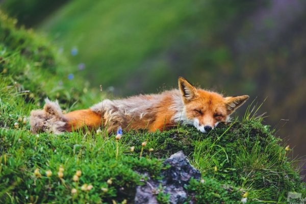 Лиса весной для детей