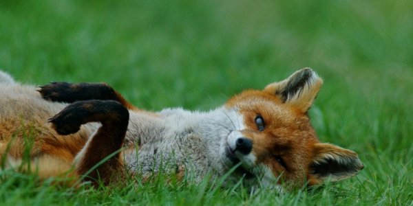 Лисенок в цветах