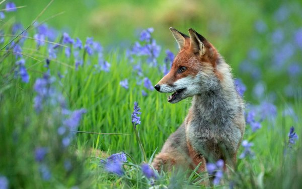 Лисица летом