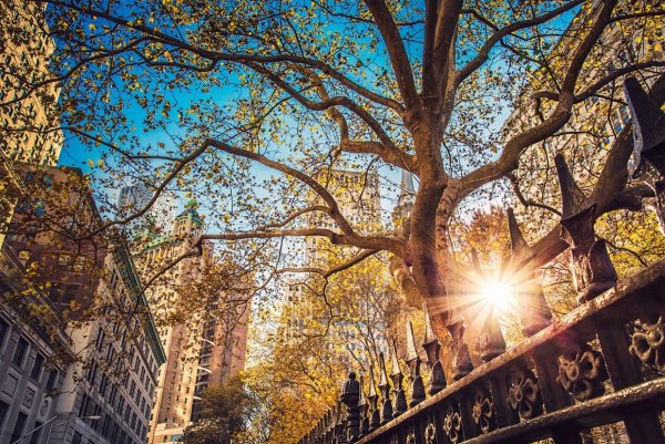 Дорога в поле