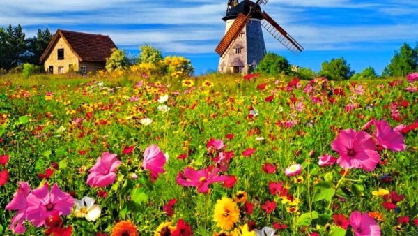 Фотография природы летом