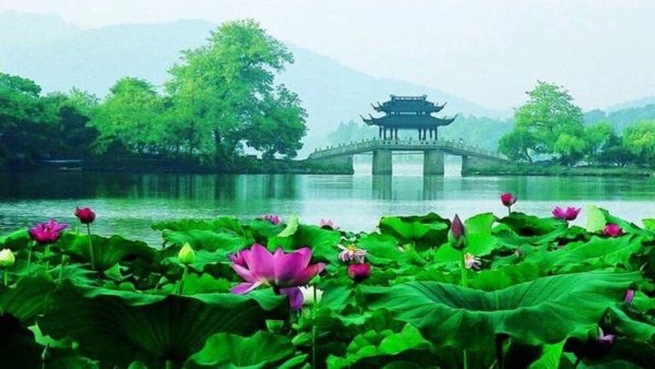 Лотосовый пруд Корея