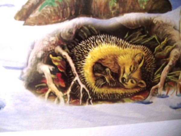 Ежик в спячке