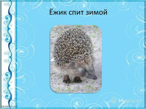 Еж спит зимой
