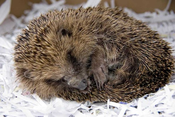 Ежик в спячке