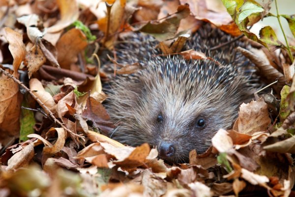 Еж обыкновенный спячка