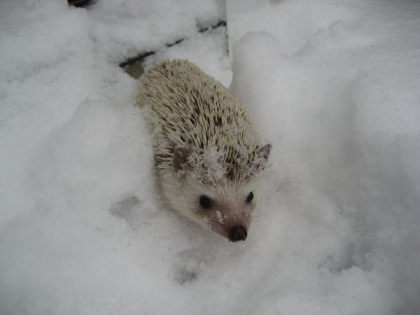 Еж зимой в лесу