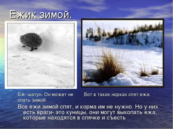 Еж зимой и летом