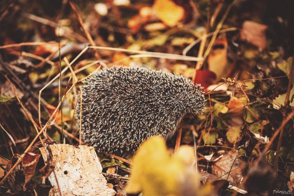 Осенний Ёжик