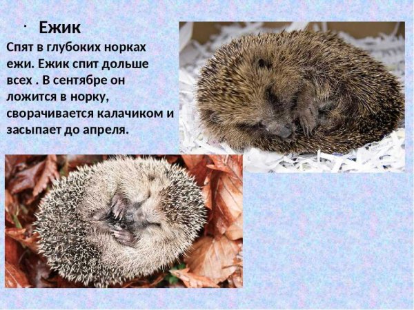 Ежик спит в норке