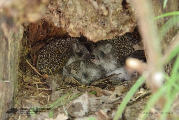 Ежиная Нора