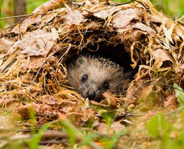 Еж обыкновенный спячка