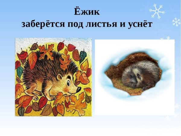 Как звери готовятся к зиме