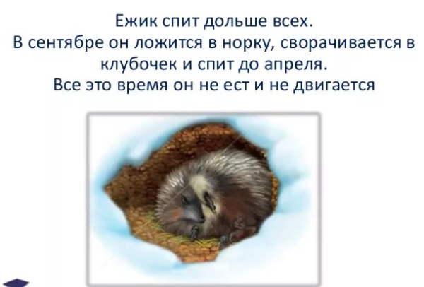 Ежик впадает в спячку зимой или нет