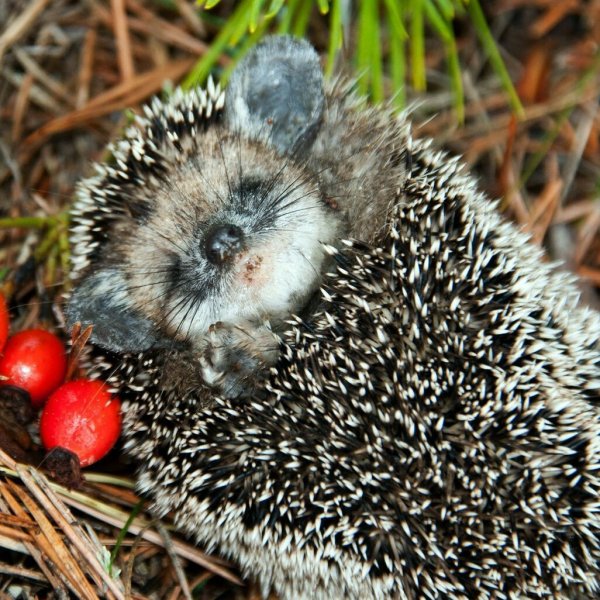 Еж обыкновенный спячка