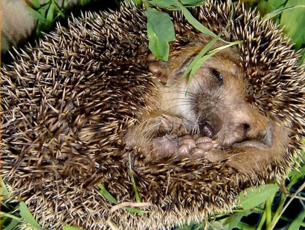 Ежик в спячке