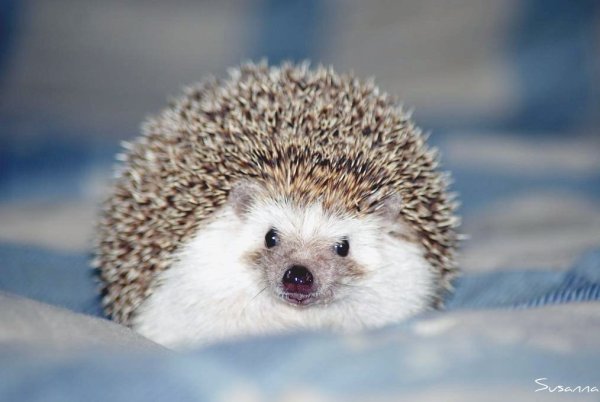 Еж в зимнем лесу