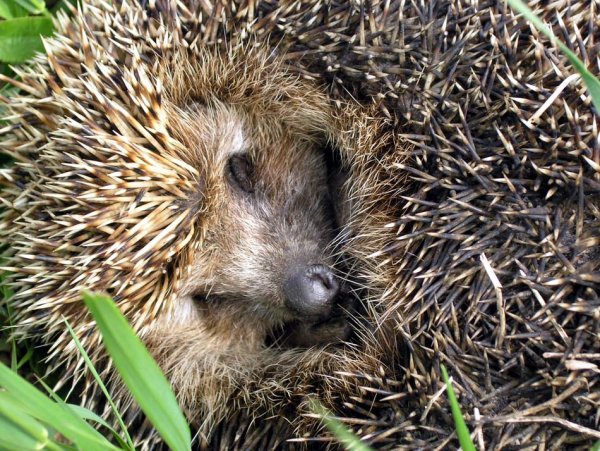 Спящий Ежик