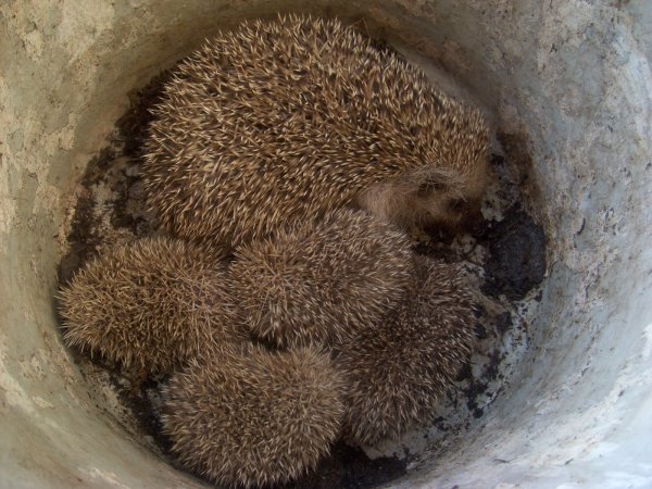 Гнездо Нора у ежа