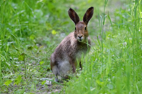 Зайцеобразные заяц Беляк