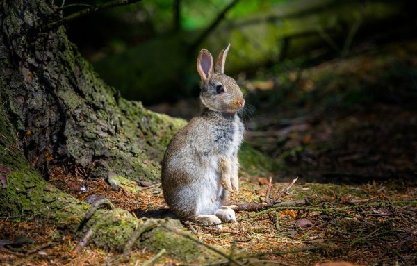Заяц в лесу