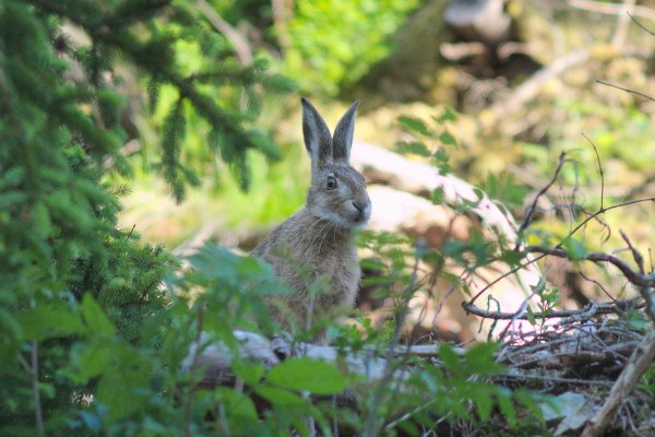 Заяц Лесной