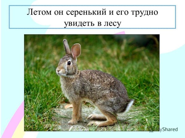 Заяц Русак и кролик