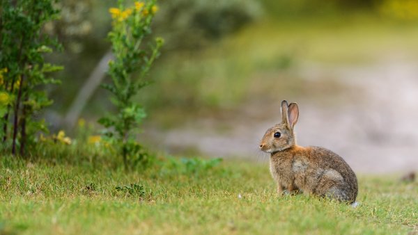 Кролики в природе