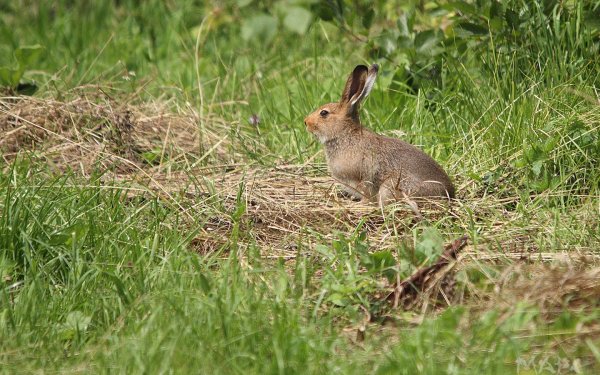 Заяц в лесу