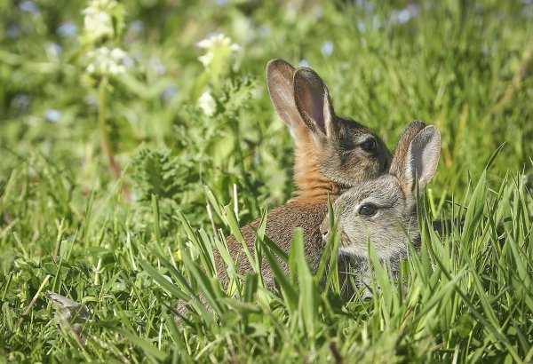 Заяц Беляк Детеныши