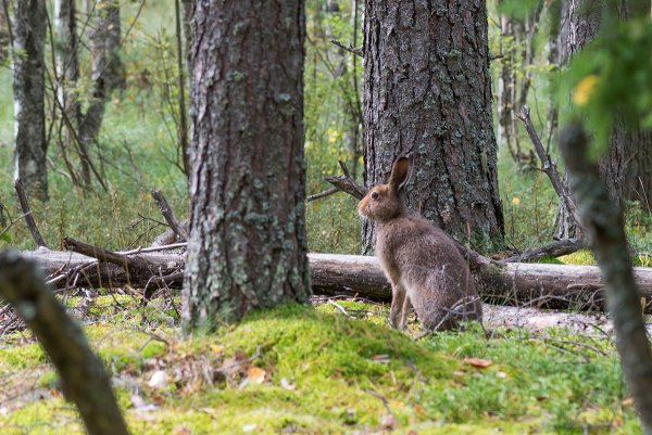 Заяц Беляк лесов Кировской области