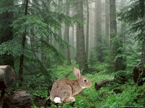 Домик зайчика в лесу