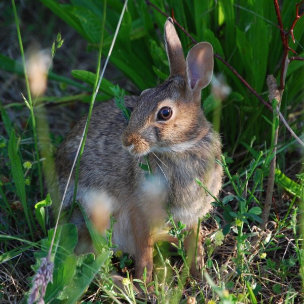 Заяц в траве