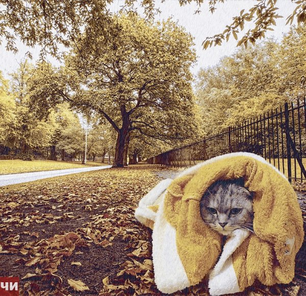 Цитаты про бабье лето красивые