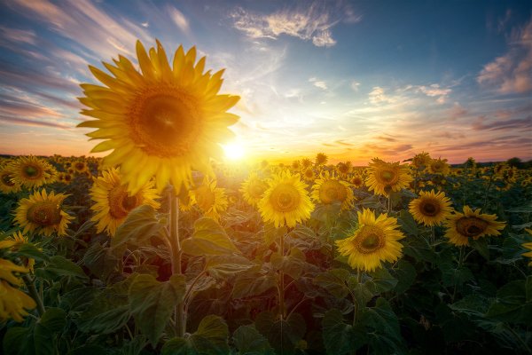 Августовское солнце