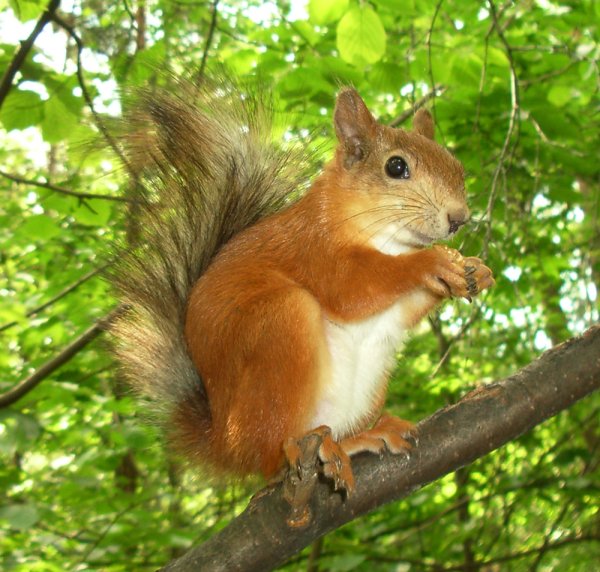 Белки в лесу летом