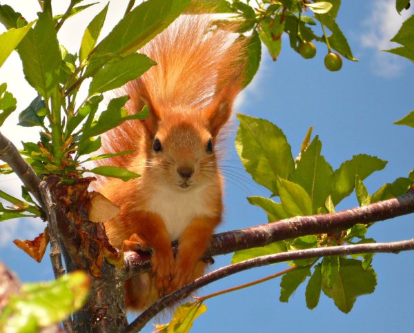 Белки летом