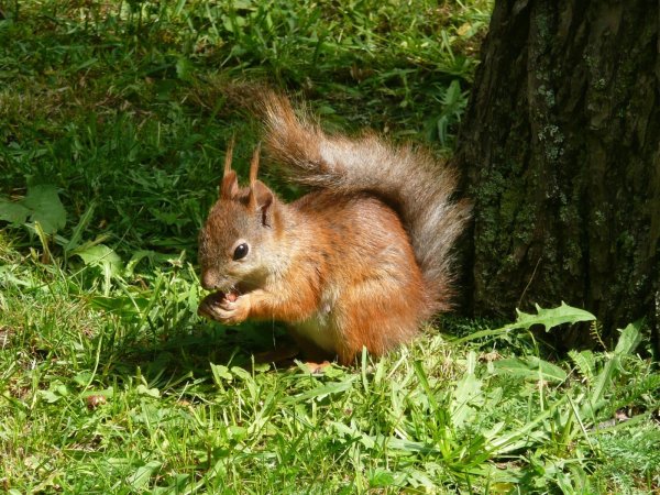 Сибирская Белочка Жадино
